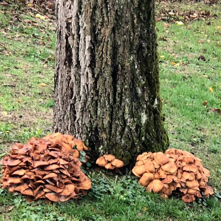 bzM3UN7FRc6WU9aFGA7vdQ