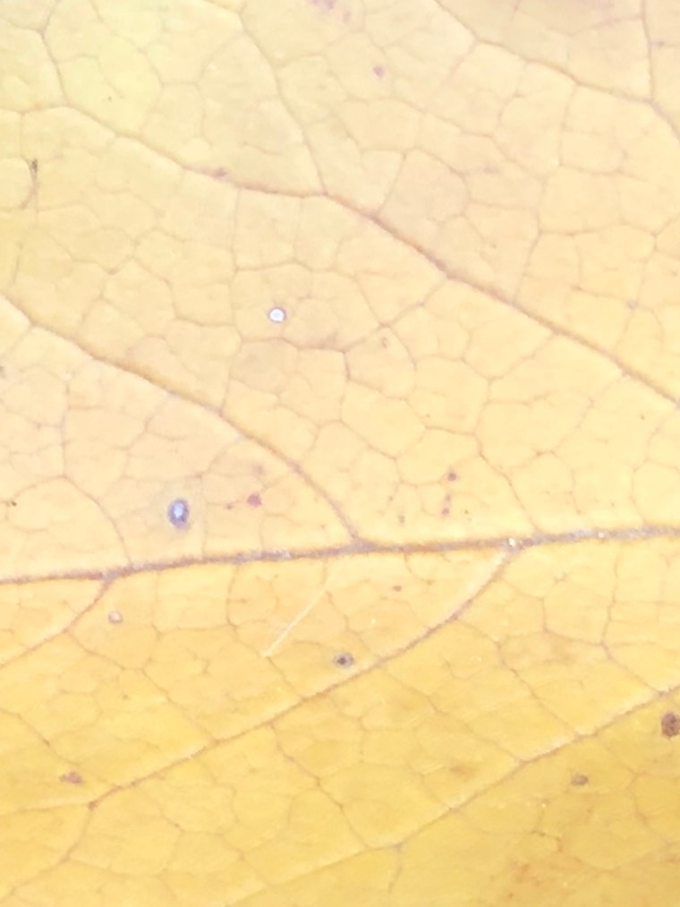 +fC3YlgOTIeOO8N0BmQkAg