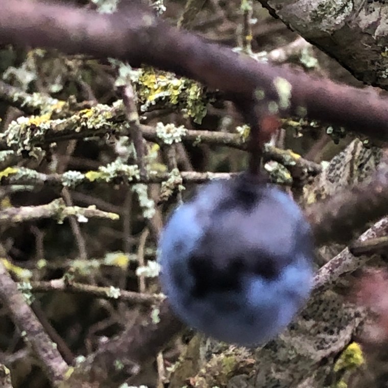 LXPtM1hHShqGcjS4mZnlQg