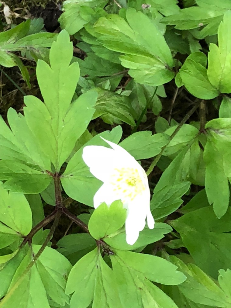 r+PecOPKSamAJLyJ3+K3EQ