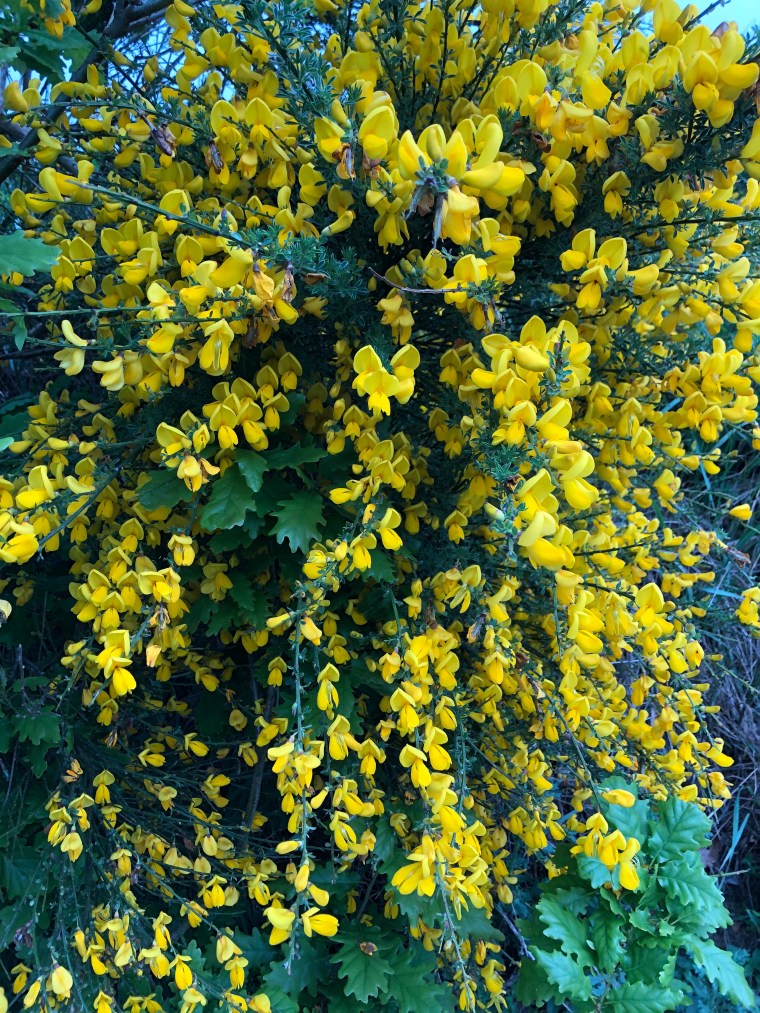 0YVkAlQoQMqbcwXiW+M6Xg