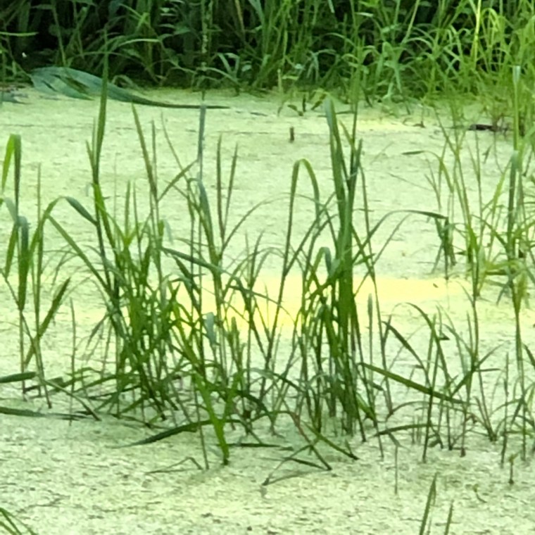 LXEcVAHOST6JKeIxah3n%w