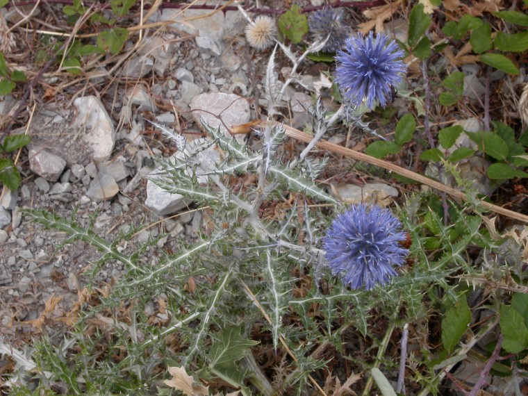 MINOLTA DIGITAL CAMERA