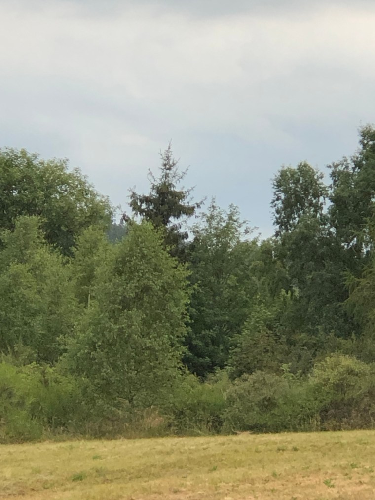 EqMR3aVvTuqZJCtOlpIaMA