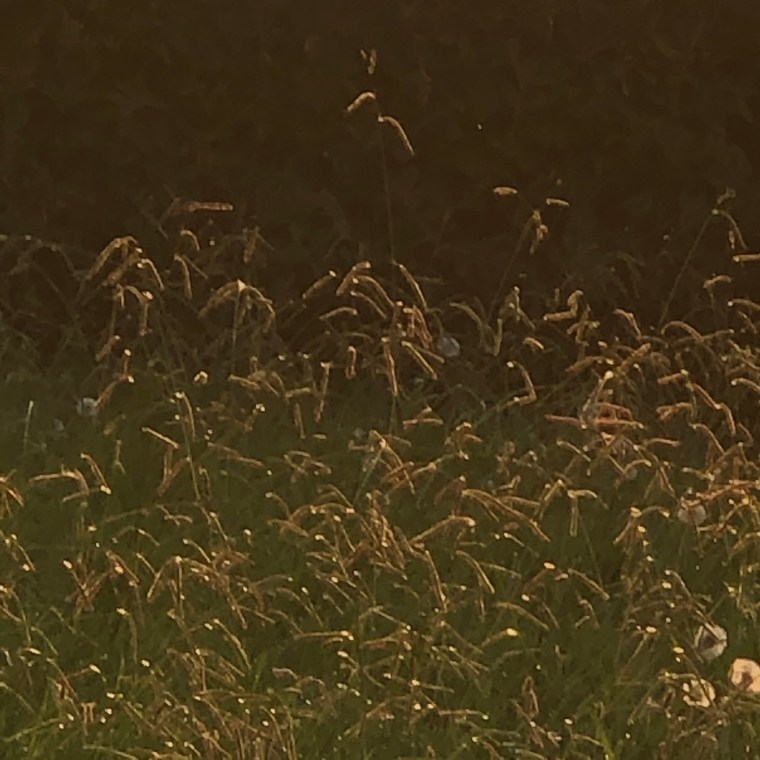 iIKsOLWrTuO2RrTqXnfsxw